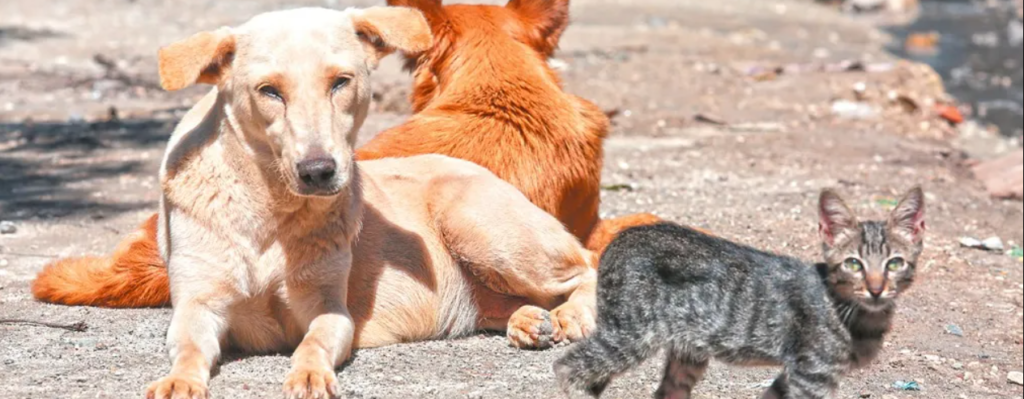Animales callejeros

